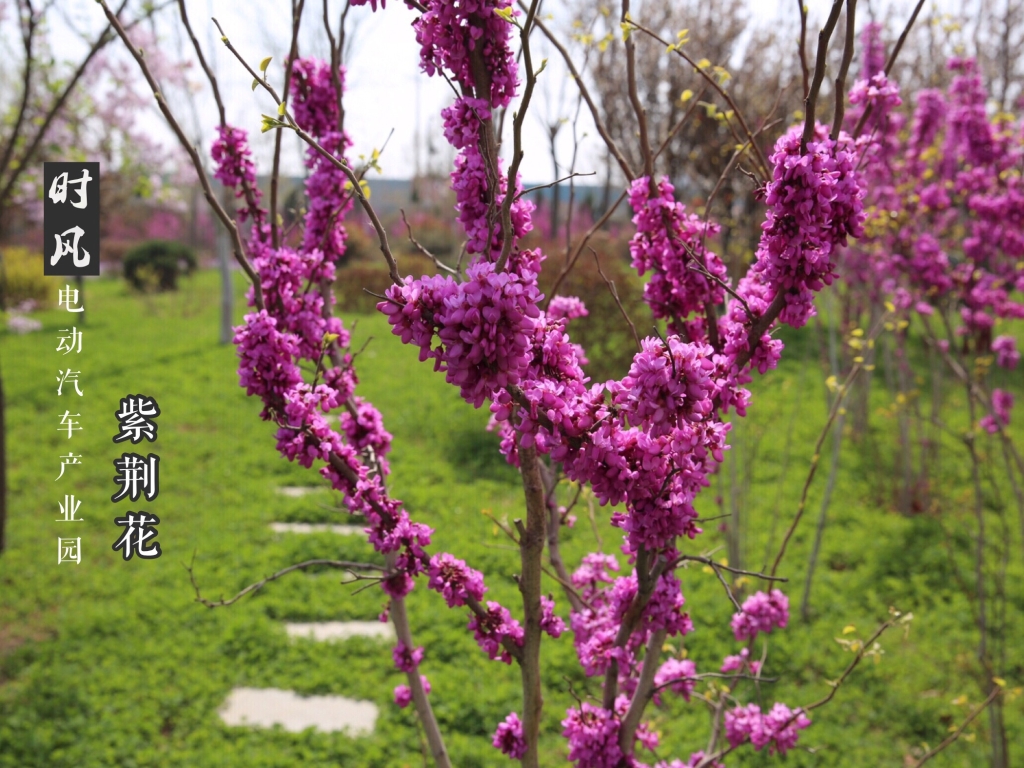 人生就是搏电动工业园紫；